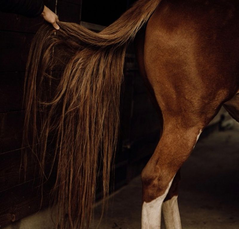 Nellumbo Detangeling Care for Horses