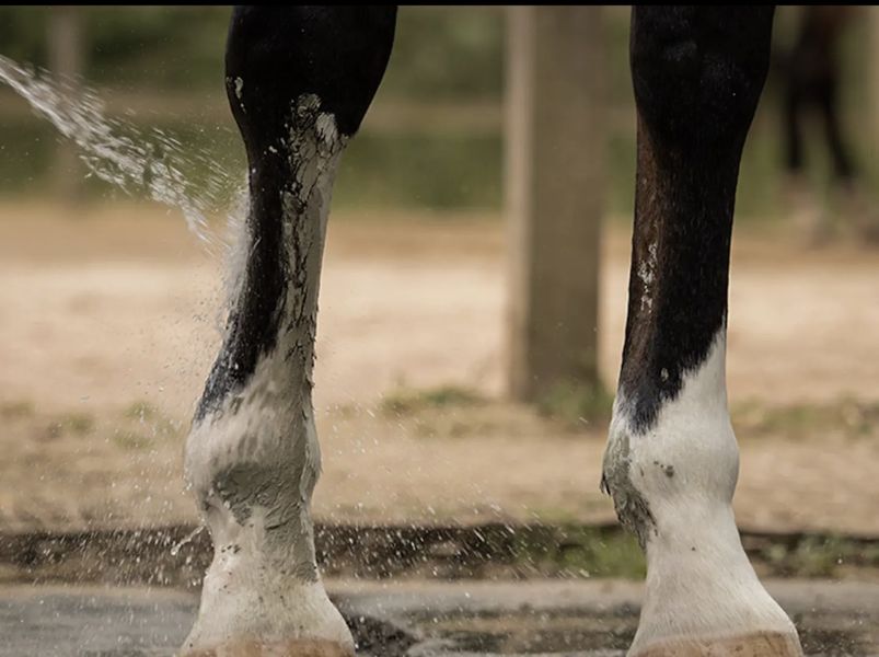 Nellumbo Gr&oslash;nnleire - Muscle and Joint Comfort