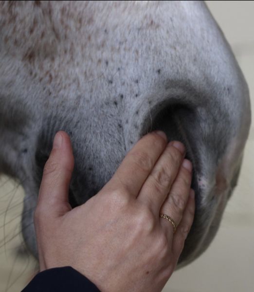 Nellumbo Serenity Serum Horse